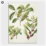 2-5_Native-Flowering-Plants-of-New-Zealand_picture-crop