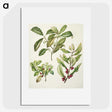 2-5_Native-Flowering-Plants-of-New-Zealand_picture