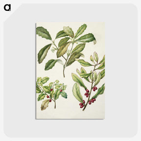 2-5_Native-Flowering-Plants-of-New-Zealand_postcard