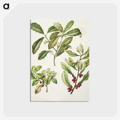2-5_Native-Flowering-Plants-of-New-Zealand_postcard