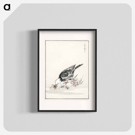 アートポスター-Brown-eared Bulbul Illustration
 - 鳥類図鑑 Poster.