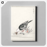 アートパネル-Brown-eared Bulbul Illustration
 - 鳥類図鑑 Canvas.
