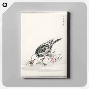 アートパネル-Brown-eared Bulbul Illustration
 - 鳥類図鑑 Canvas.