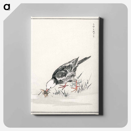 アートパネル-Brown-eared Bulbul Illustration
 - 鳥類図鑑 Canvas.