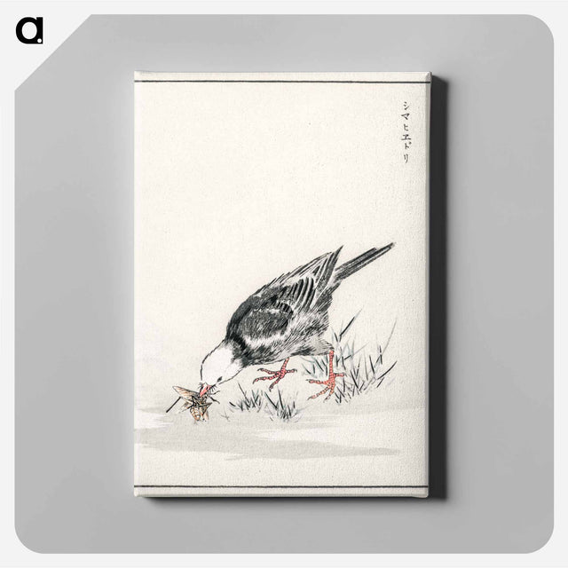 アートパネル-Brown-eared Bulbul Illustration
 - 鳥類図鑑 Canvas.