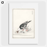 アートポスター-Brown-eared Bulbul Illustration
 - 鳥類図鑑 Poster.