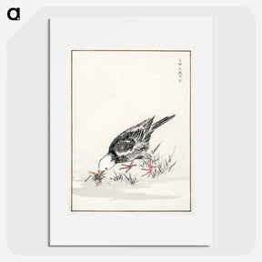 アートポスター-Brown-eared Bulbul Illustration
 - 鳥類図鑑 Poster.