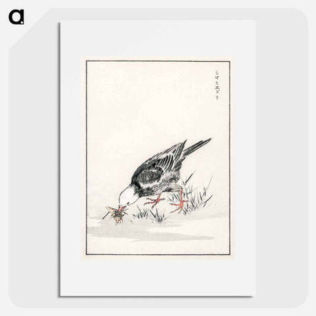アートポスター-Brown-eared Bulbul Illustration
 - 鳥類図鑑 Poster.
