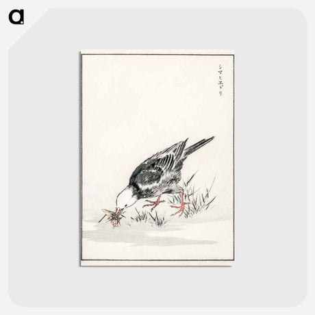アートポストカード-Brown-eared Bulbul Illustration
 - 鳥類図鑑 Postcard.