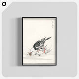アートポスター-Brown-eared Bulbul Illustration
 - 鳥類図鑑 Poster.