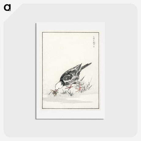 2-5_Pictorial-Monograph-of-Birds_hagaki