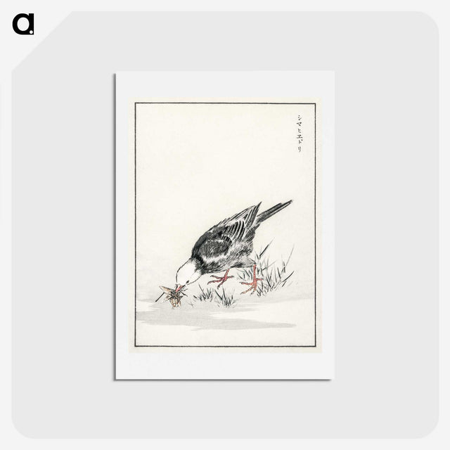2-5_Pictorial-Monograph-of-Birds_hagaki