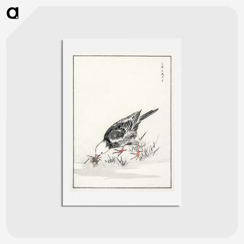 ヒヨドリ図 - 鳥類図鑑 Postcard.