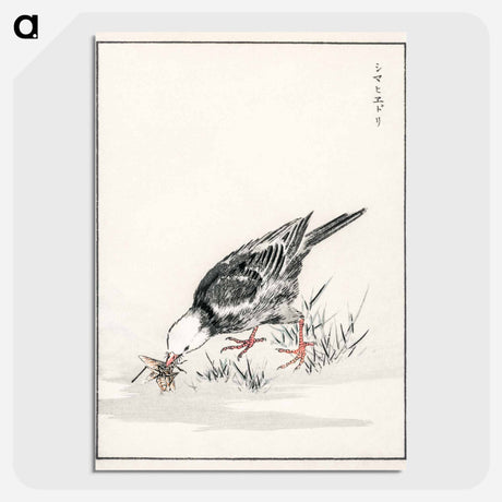 アートポスター-Brown-eared Bulbul Illustration
 - 鳥類図鑑 Poster.