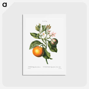 アートポストカード-Bitter orange - ピエール ジョゼフ ルドゥーテ Postcard.