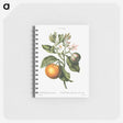 2-5_Pierre-Joseph-Redoute_memo