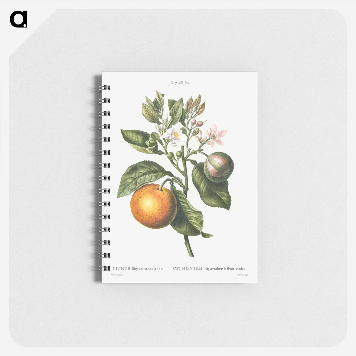 2-5_Pierre-Joseph-Redoute_memo