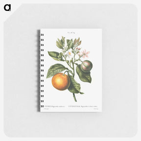2-5_Pierre-Joseph-Redoute_memo