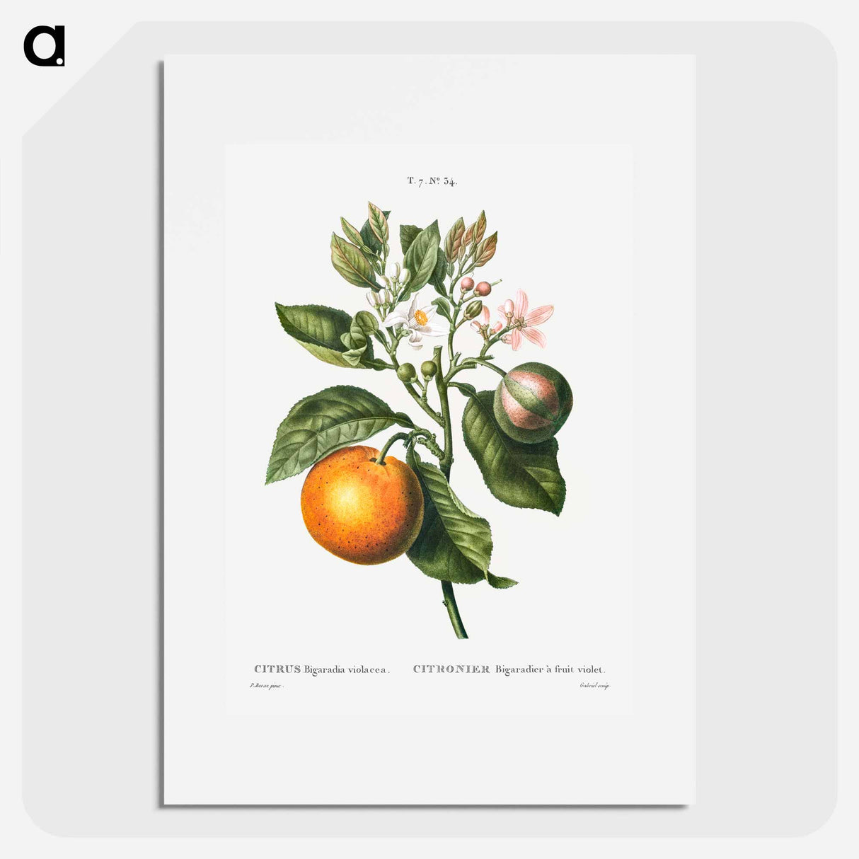 Bitter orange - Pierre Joseph Redouté Poster.