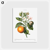 アートポストカード-Bitter orange - ピエール ジョゼフ ルドゥーテ Postcard.