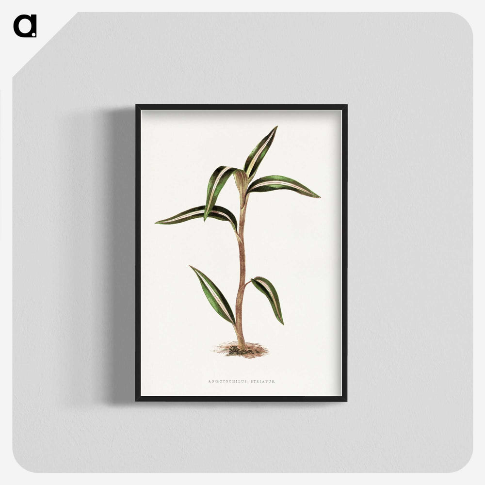 2-5_Plants-with-Colored-Foliage_blk-crop
