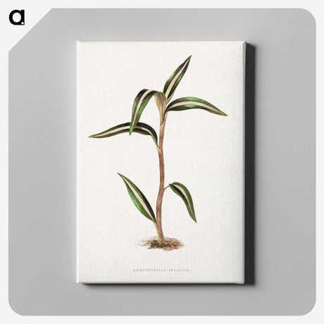 2-5_Plants-with-Colored-Foliage_canvas