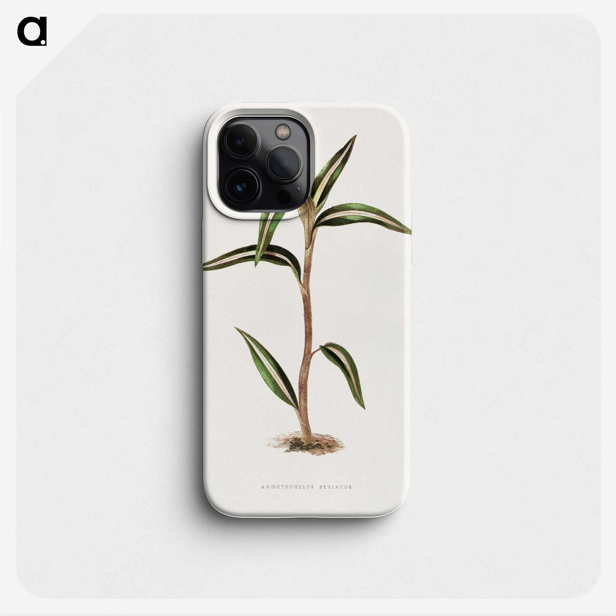 2-5_Plants-with-Colored-Foliage_phone