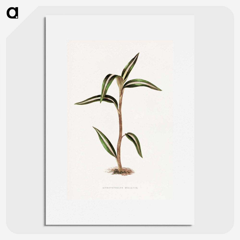 2-5_Plants-with-Colored-Foliage_picture
