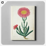 2-5_Robert-Jacob-Gordon_canvas