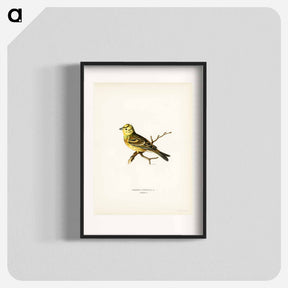 アートポスター-Yellowhammer
 - スヴェンスカ フォグラル Poster.