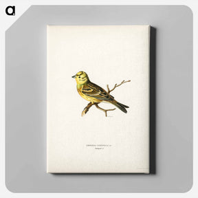 アートパネル-Yellowhammer
 - スヴェンスカ フォグラル Canvas.