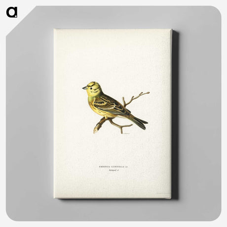 2-5_Svenska-Faglar_canvas