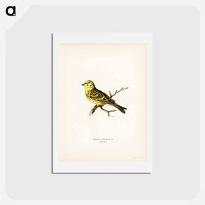 アートポストカード-Yellowhammer
 - スヴェンスカ フォグラル Postcard.