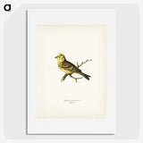 2-5_Svenska-Faglar_picture