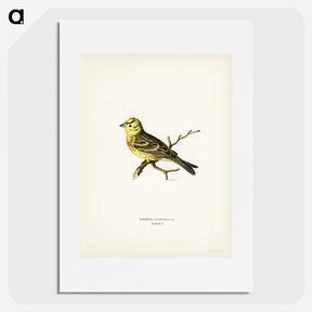 2-5_Svenska-Faglar_picture