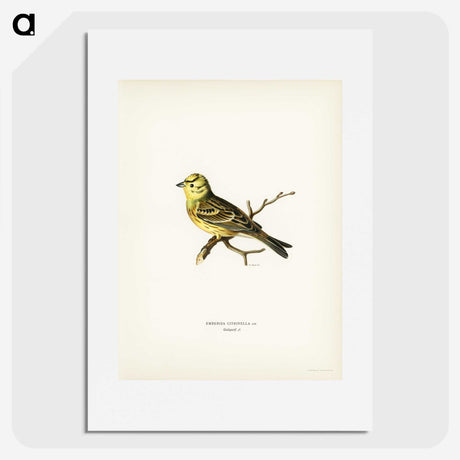 2-5_Svenska-Faglar_picture