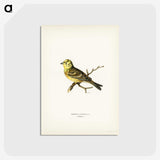 2-5_Svenska-Faglar_postcard