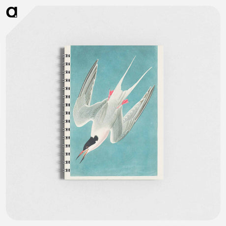 アートメモ帳-Roseate Tern from Birds of America
 - アメリカの鳥たち Memo.