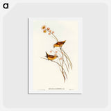 アートポストカード-Yellow-rumped Finch
 - オーストラリアの鳥 Postcard.