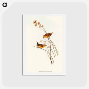 アートポストカード-Yellow-rumped Finch
 - オーストラリアの鳥 Postcard.