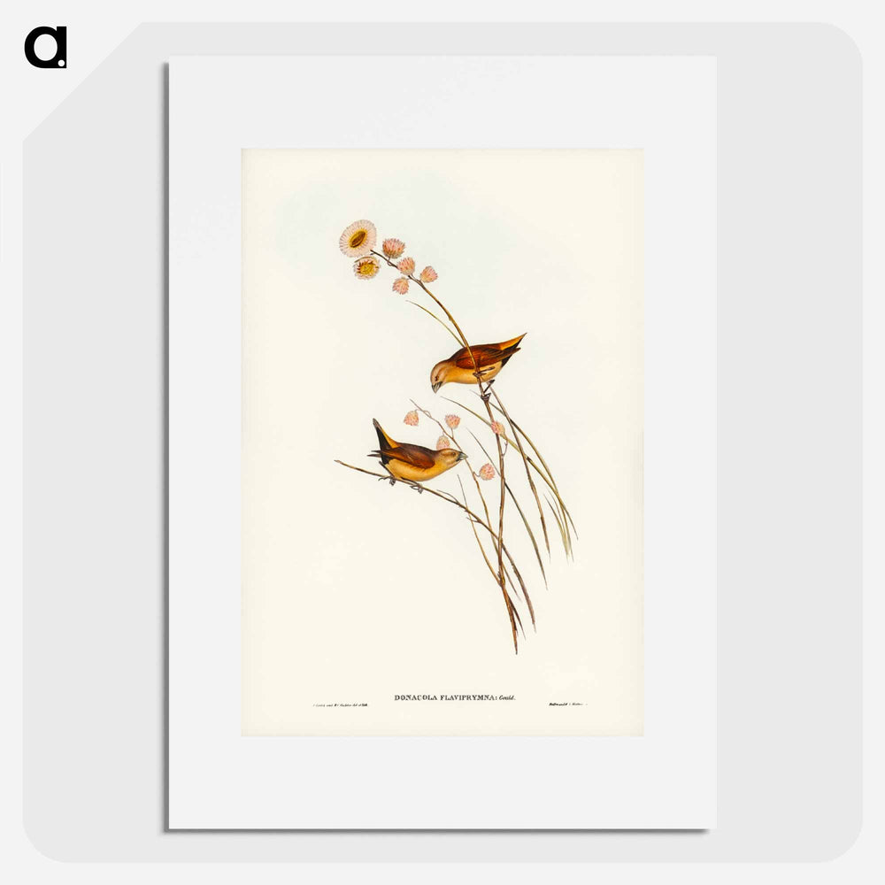 アートポスター-Yellow-rumped Finch
- オーストラリアの鳥 Poster.