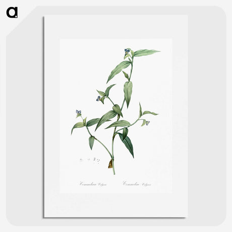 2-5_The-Lilies_picture