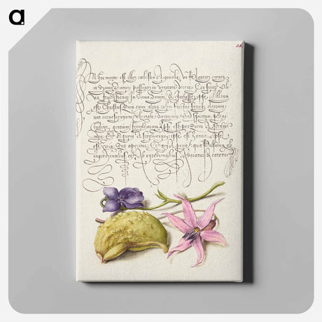 アートパネル-Sweet Violet, Gourd, and Dog Tooth Violet from Mira Calligraphiae Monumenta
 - 書道のお手本 Canvas.