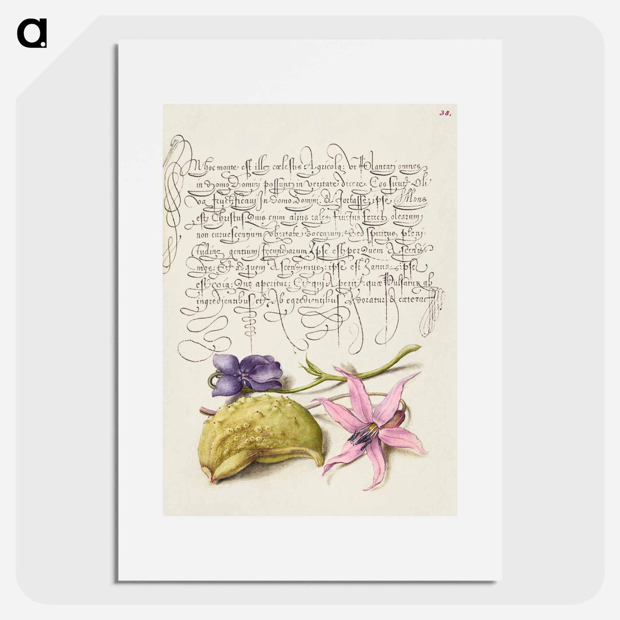 アートポスター-Sweet Violet, Gourd, and Dog Tooth Violet from Mira Calligraphiae Monumenta
 - 書道のお手本 Poster.