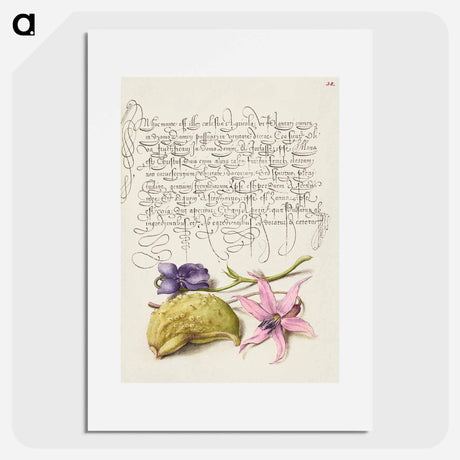 アートポスター-Sweet Violet, Gourd, and Dog Tooth Violet from Mira Calligraphiae Monumenta
 - 書道のお手本 Poster.