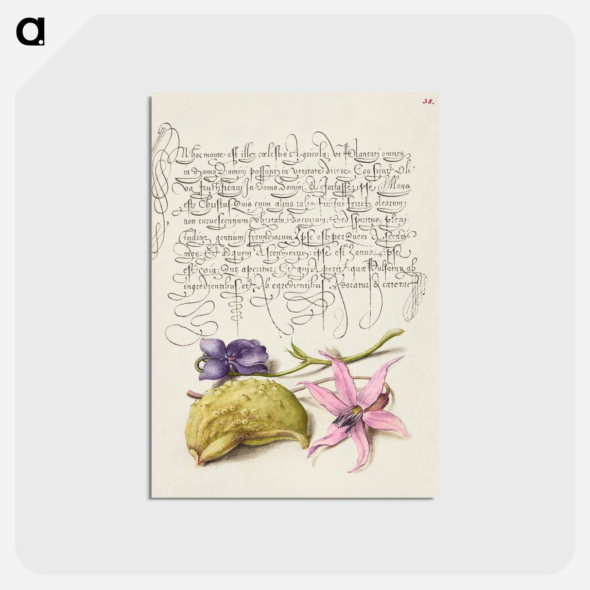 アートポストカード-Sweet Violet, Gourd, and Dog Tooth Violet from Mira Calligraphiae Monumenta
 - 書道のお手本 Postcard.