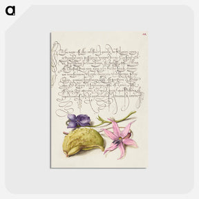 アートポストカード-Sweet Violet, Gourd, and Dog Tooth Violet from Mira Calligraphiae Monumenta
 - 書道のお手本 Postcard.