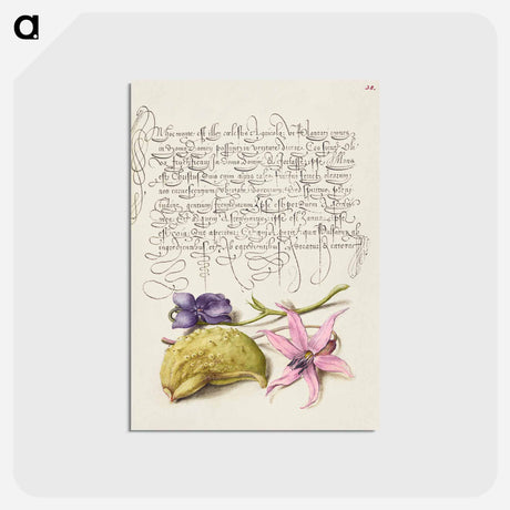 アートポストカード-Sweet Violet, Gourd, and Dog Tooth Violet from Mira Calligraphiae Monumenta
 - 書道のお手本 Postcard.