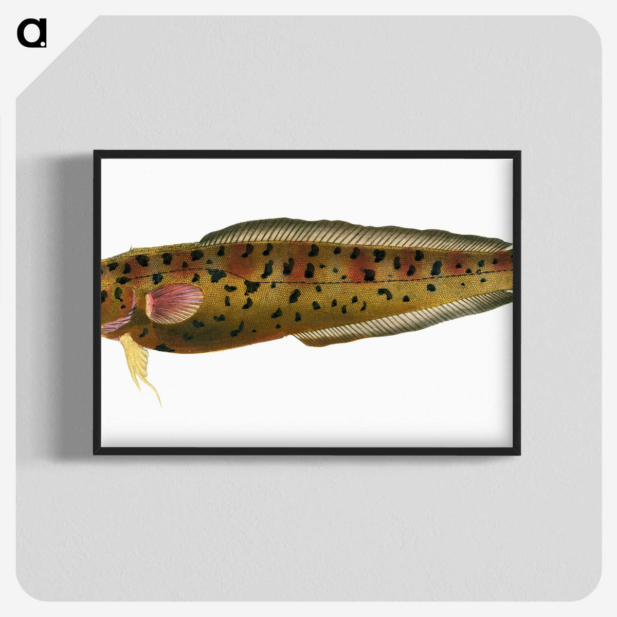 2-5_The-Natural-History-of-British-Fishes_blk-crop