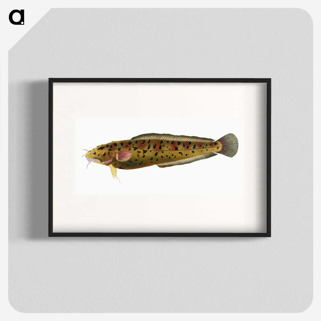 2-5_The-Natural-History-of-British-Fishes_blk